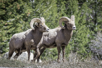 Obraz premium Big Horn Rams