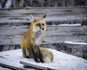 Red Fox in Winter