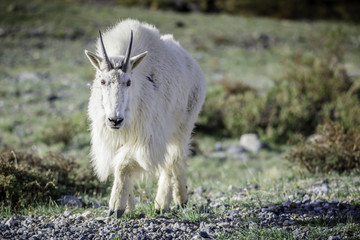 Mountain Goat Walking