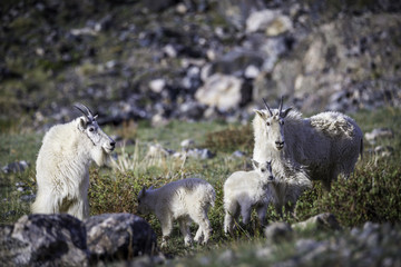 Mountain Goat Family