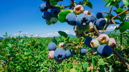 Group bush of a ripe and green blueberries on tree at organic farm in Burlington, Washington, USA....