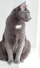 Breed Russian blue cat. Gray beautiful cat looking out the window.
