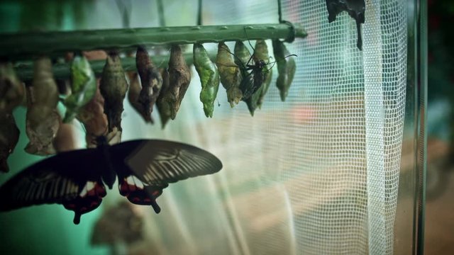 4k Close-up Butterfly Hatching from Cocoon