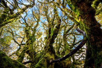 Big leaf maple tree, Olympic National Park, Washington