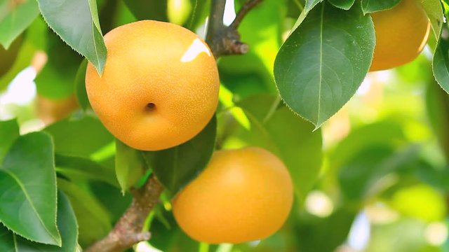 Pear hanging on a branch of pear tree.