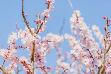 梅の花