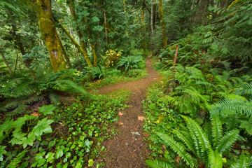 The Olympic Adventure Trail near Joyce, Washington