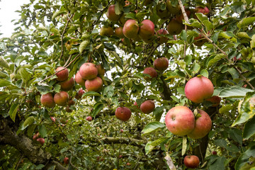 Apple orchard. Rows of trees and the fruit of the ground under t
