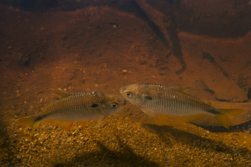Tambi&uacute; (Astyanax lacustris) | Fish photographed in Linhares, Esp&iacute;rito Santo - Southeast of Brazil. Atlantic Forest Biome. 