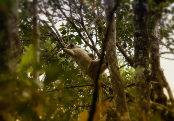 Lemur. National park. Madagascar