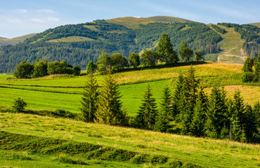 Fototapeta na wymiar beautiful countryside with trees on hillside. lovely mountainous landscape in summer