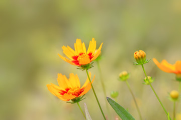 Close up shot of Daisy flowers