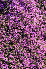 Close up of blooming lavender flowers. Lavender flowers background