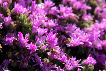 Close up of blooming lavender flowers. Lavender flowers background