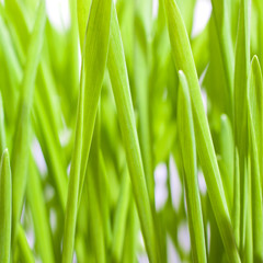 Fototapeta na wymiar Delicate green grass close-up in the form of a background 