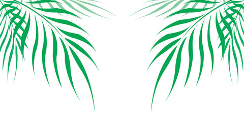 Graphic Leaves of coconut abstract pattern background Green - light green on white background, Vector illustration