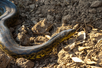 Yellow Anaconda on Transpantaneira Road