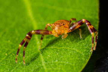 Spider face dark
