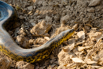 Yellow Anaconda on Transpantaneira Road