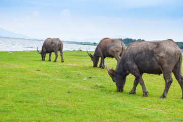 thailand buffalo