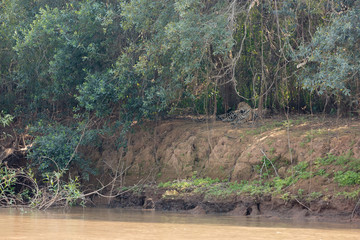 Brazilian Pantanal - Jaguar