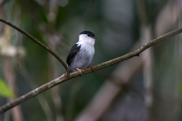 Rendeira (Manacus manacus) | White-bearded Manakin photographed in Linhares, Espírito Santo - Southeast of Brazil. Atlantic Forest Biome. 