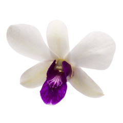Fototapeta na wymiar White Orchid [Dendrobium] on white back ground
