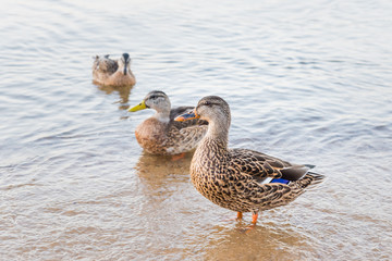Three young mallard ducks male and female on lake shore