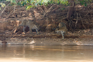 Brazilian Pantanal - Jaguar