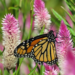  Toronto Lake Monarch butterfly and beautiful flower 2017