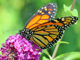  Toronto Lake Monarch butterfly and flower 2017