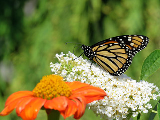  Toronto Lake Monarch butterfly and flowers 2017