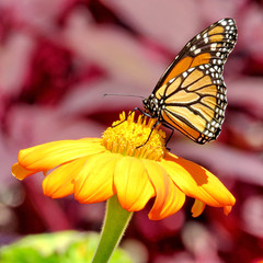 Toronto Lake Monarch butterfly on a flower 2017