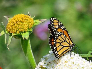 Toronto Lake Monarch butterfly on a white flower 2017