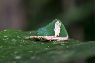 Mariposa-valkeri (Moresa valkeri) | Moth photographed in Linhares, Espírito Santo - Southeast of Brazil. Atlantic Forest Biome. 