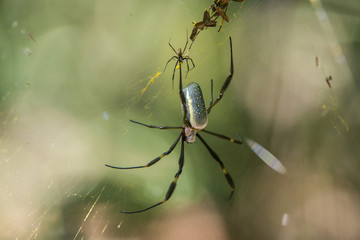 Aranha-de-teia-amarela (Nephila clavipes) | Golden orb-web spider photographed in Linhares, Espírito Santo - Southeast of Brazil. Atlantic Forest Biome. 