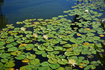 Balboa Park, San Diego
