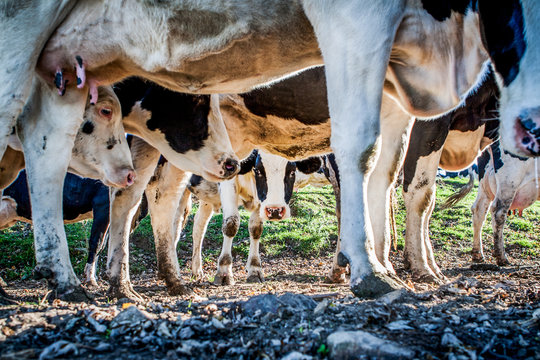 Dairy cow peeking under the herd