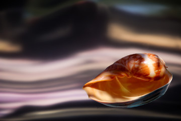 Sea shell on an abstract background. A game of reflections.