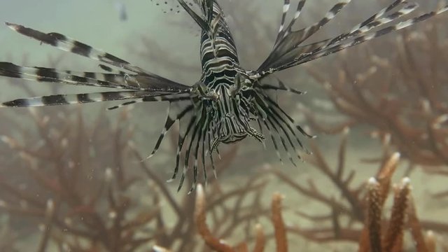 close up lion fish over coral and glass fish
