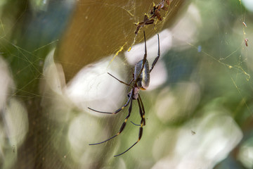 Aranha-de-teia-amarela (Nephila clavipes) | Golden orb-web spider photographed in Linhares, Esp&iacute;rito Santo - Southeast of Brazil. Atlantic Forest Biome. 