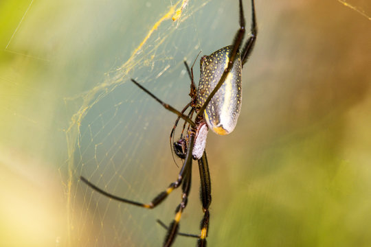 Aranha-de-teia-amarela (Nephila clavipes) | Golden orb-web spider photographed in Linhares, Espírito Santo - Southeast of Brazil. Atlantic Forest Biome. 