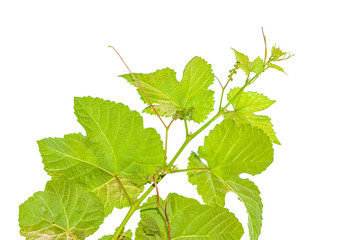  rejet de vigne sur fond blanc 