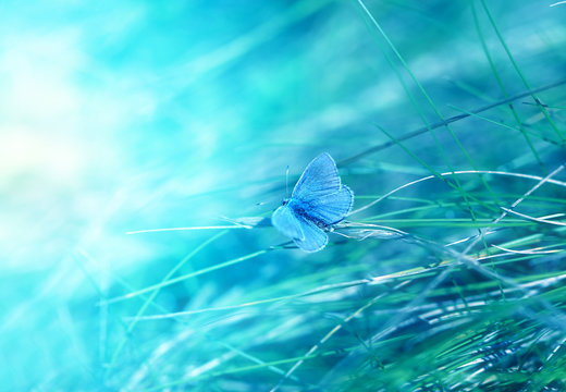 Photo of a bright blue butterfly