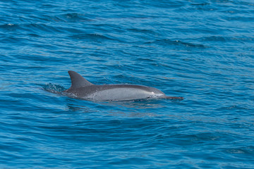 Spinner dolphin, Stenella longirostris, swimming in Pacific ocean
