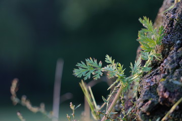 Gefiederte Blätter (Geraniales) an einem Baumstumpf