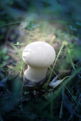 Photo of a bright white mushroom raincoat