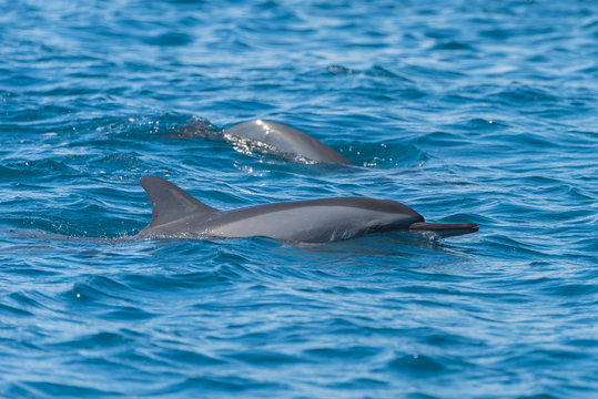 Spinner dolphin, Stenella longirostris, swimming in Pacific ocean
