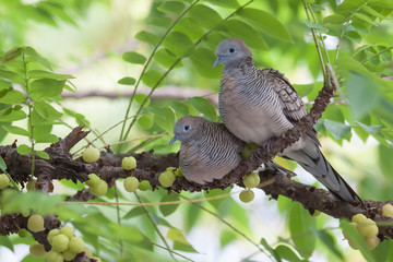 Dove pairs on the tree.