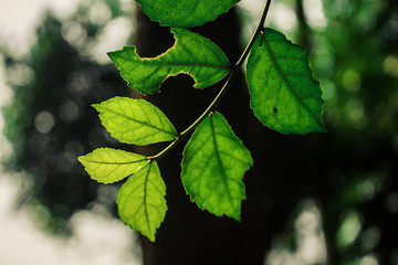 Beautiful leaves in Surat Thani Thailand